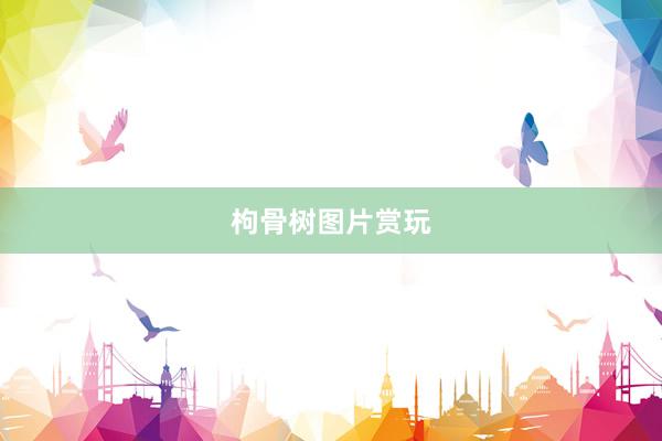 枸骨树图片赏玩