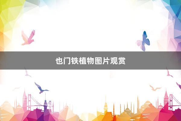 也门铁植物图片观赏